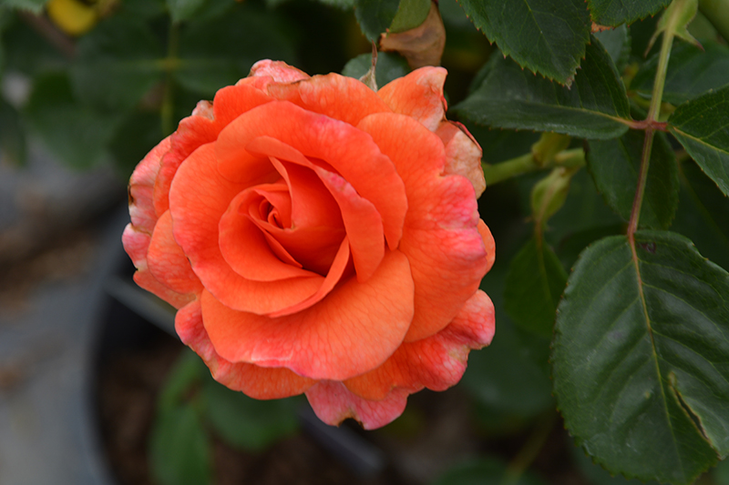 Easy Does It Rose (Rosa 'Easy Does It') at TLC Garden Centers