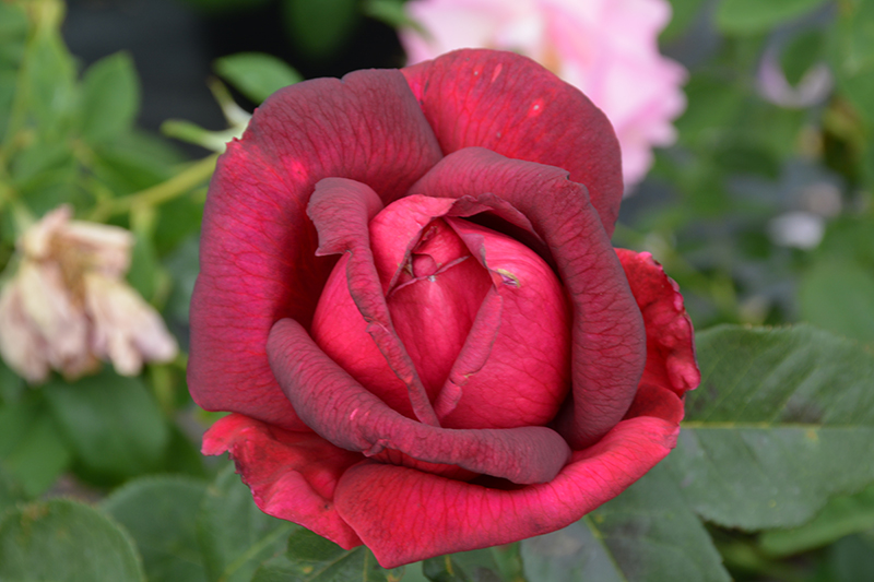 Oklahoma Rose (Rosa 'Oklahoma') at TLC Garden Centers