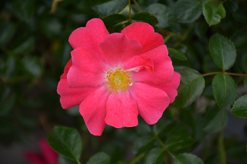 Flower Carpet Pink Supreme Rose (Rosa 'Flower Carpet Pink Supreme') at TLC Garden Centers