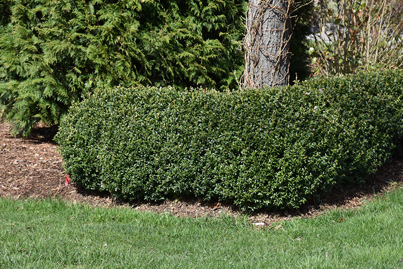 North Star Boxwood (Buxus sempervirens 'Katerberg') at TLC Garden Centers