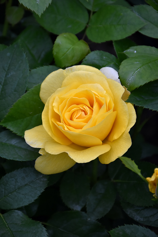 Happy Go Lucky Rose (Rosa 'WEKsirjuci') at TLC Garden Centers
