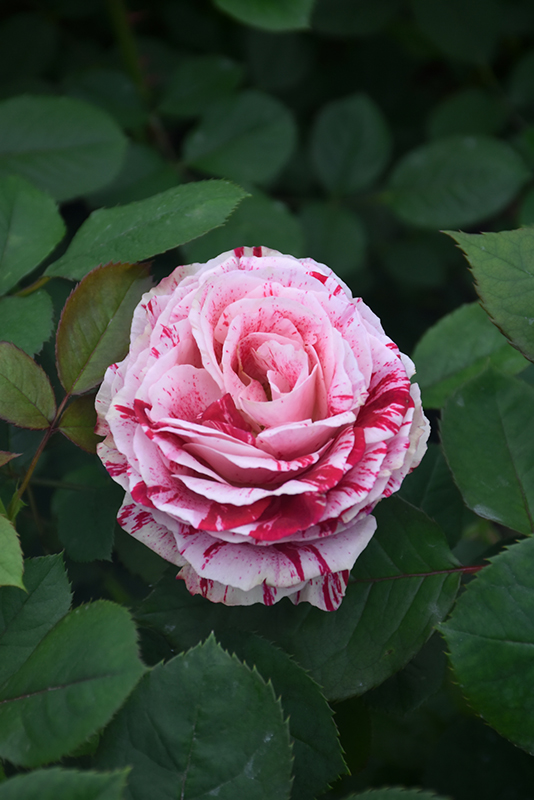 Scentimental Rose (Rosa 'Scentimental') at TLC Garden Centers