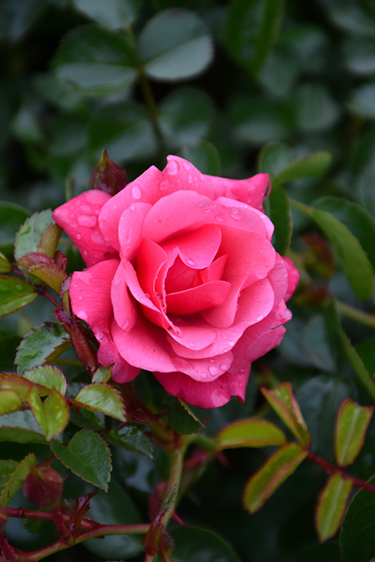 Flower Carpet Pink Supreme Rose (Rosa 'Flower Carpet Pink Supreme') at TLC Garden Centers