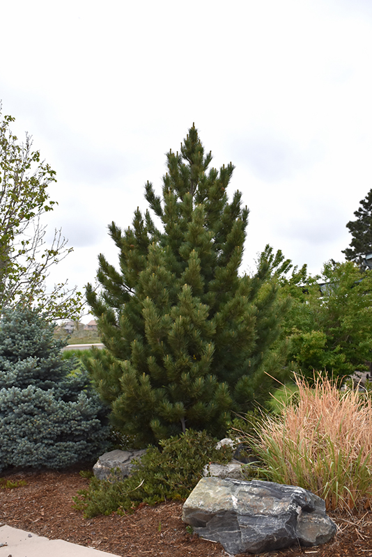 Emerald Arrow Bosnian Pine (Pinus heldreichii 'Emerald Arrow') at TLC Garden Centers