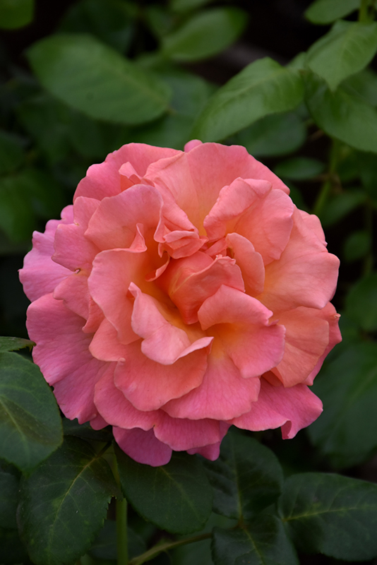 Easy Does It Rose (Rosa 'Easy Does It') at TLC Garden Centers