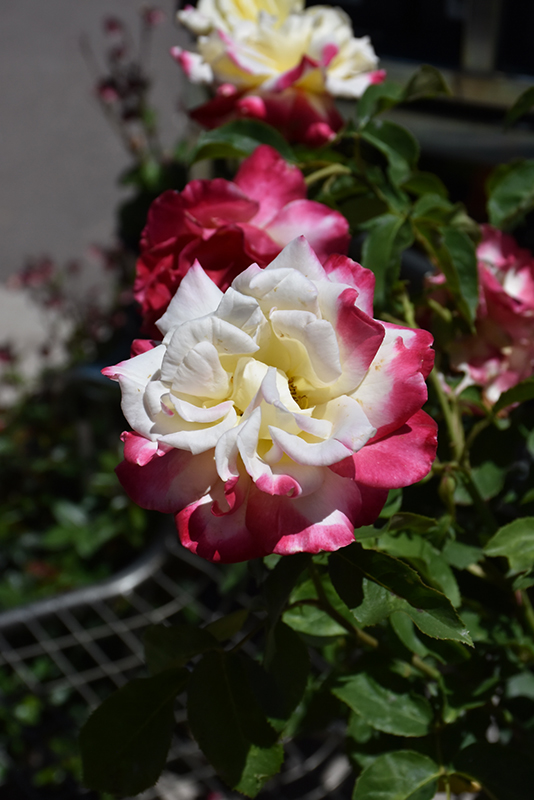 Double Delight Rose (Rosa 'Double Delight') at TLC Garden Centers