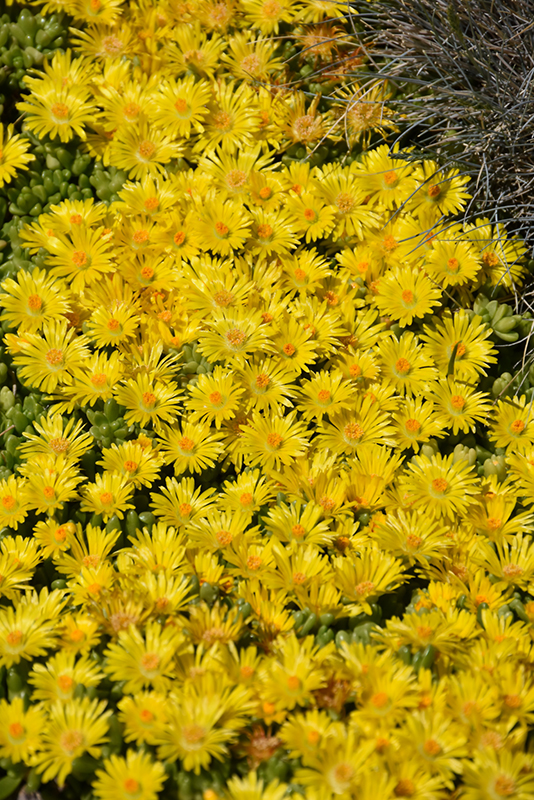 Yellow Ice Plant (Delosperma nubigenum) at TLC Garden Centers