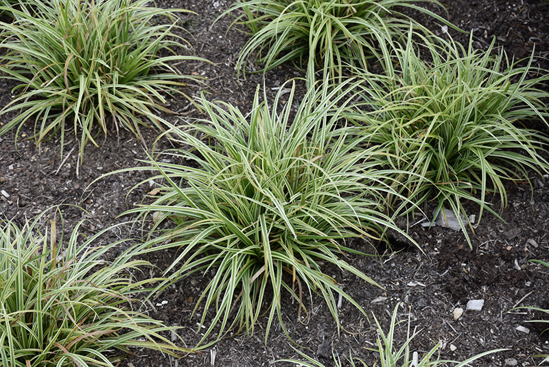 Silver Sceptre Variegated Japanese Sedge (Carex morrowii 'Silver Sceptre') at TLC Garden Centers
