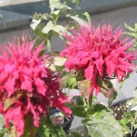 monarda didyma pink supreme