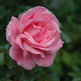 Rosa 'Queen Elizabeth®
