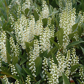 Plant Photo 8
