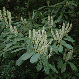 Plant Photo 7