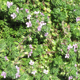 【保存版】 Pink Chintz in Chintz') 'Pink praecox (Thymus Thyme Creeping スキー・スノーボードアクセサリー