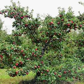 Red Delicious Apple (Malus 'Red Delicious') in Oklahoma City Edmond Norman  Moore Oklahoma OK at TLC Garden Centers