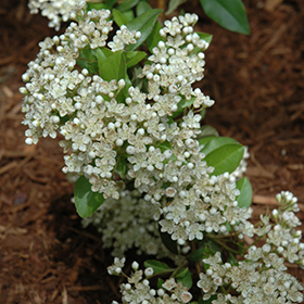 Plant Photo 10