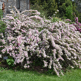 Plant Photo 4