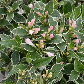 Plant Photo 1