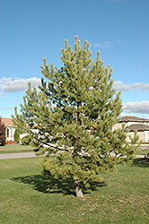 Scotch Pine (Pinus sylvestris)